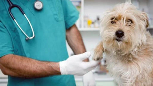 veterinario archivos - ICOVV