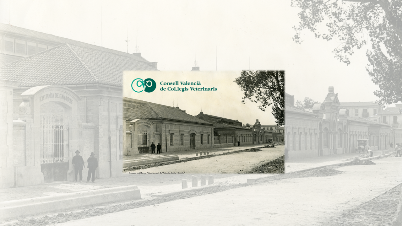 Imagen ilustrativa curso_CURSO ON LINE IVM 2025 Ene-Feb